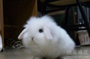 91精品黑料吃瓜软萌兔兔酱,萌兔酱带你轻松吃瓜