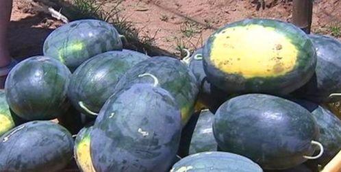 海角吃瓜黑料色,揭秘黑料背后的真相与色彩