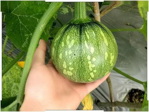 黑料吃瓜网吃瓜小视频,揭秘娱乐圈幕后真相，小视频带你一探究竟