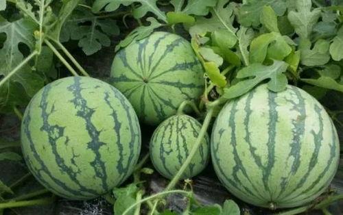 51cg吃瓜黑料视频入口,带你走进网络八卦世界